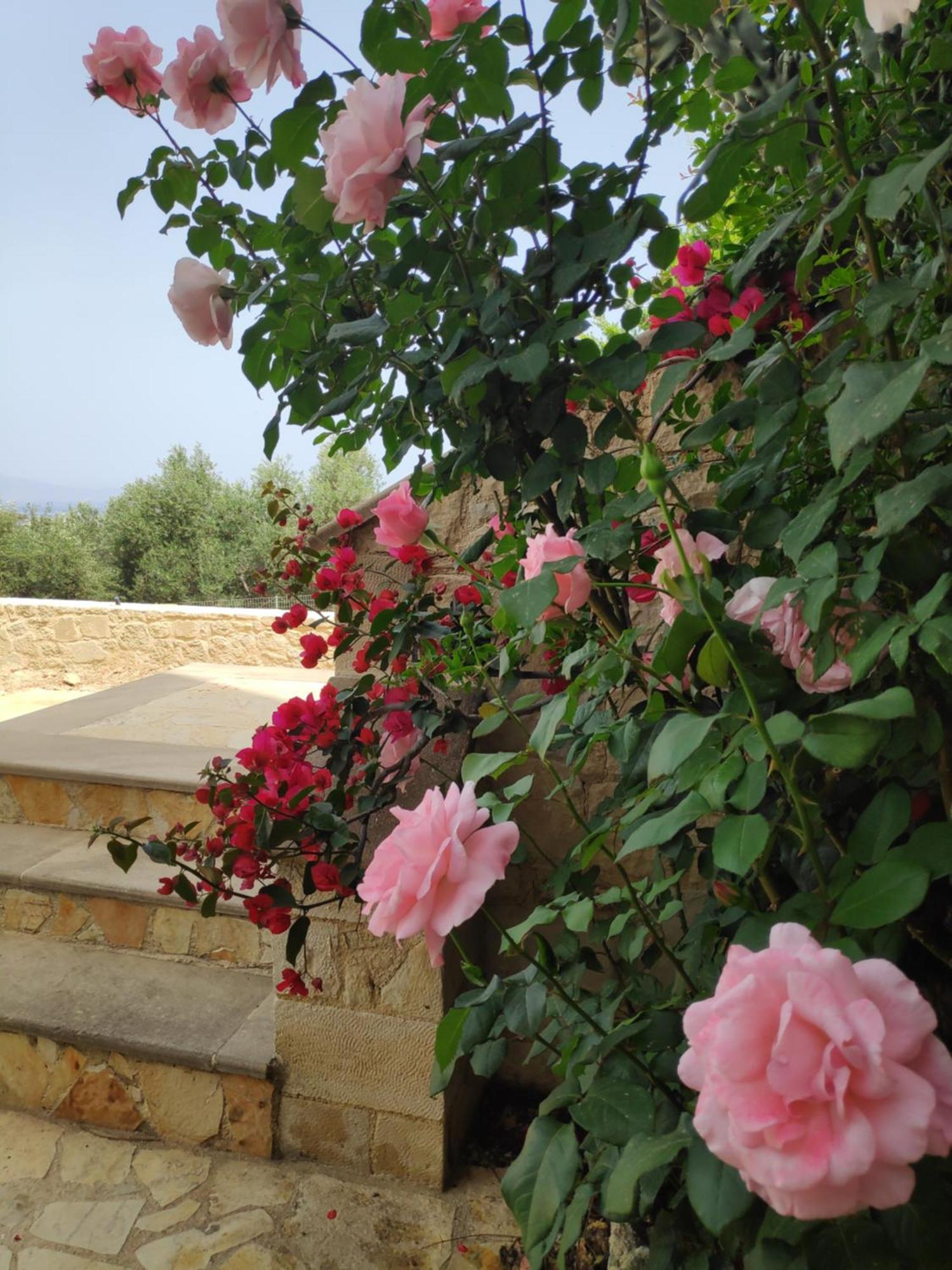 Xenia'S Countryside Guesthouse Agia Marina  Exterior photo